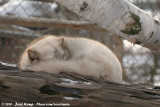 Arctic Fox<br><i>Vulpes lagopus ssp.</i>