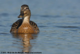 Mallard<br><i>Anas platyrhynchos platyrhynchos</i>