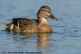 Mallard<br><i>Anas platyrhynchos platyrhynchos</i>