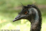 Emu<br><i>Dromaius novaehollandiae novaehollandiae</i>