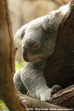 Koala<br><i>Phascolarctos cinereus adustus</i>