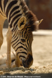 Burchells Zebra<br><i>Equus quagga burchellii</i>