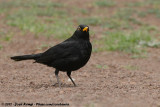 Common Blackbird<br><i>Turdus merula cabrerae</i>