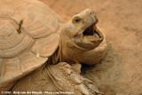 African Spurred Tortoise<br><i>Geochelone sulcata</i>