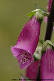 Common Foxglove<br><i>Digitalis purpurea purpurea</i>