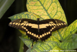 Giant Swallowtail<br><i>Papilio cresphontes</i>