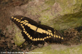 Giant Swallowtail<br><i>Papilio cresphontes</i>