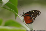 Tiger Longwing<br><i>Heliconius hecale zuleika</i>