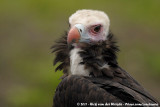 White-Headed Vulture<br><i>Trigonoceps occipitalis</i>