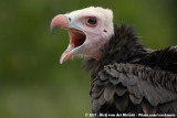 White-Headed Vulture<br><i>Trigonoceps occipitalis</i>