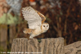 Barn Owl<br><i>Tyto alba guttata</i>