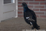 Black Grouse<br><i>Lyrurus tetrix ssp.</i>