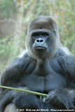 Western Gorilla<br><i>Gorilla gorilla gorilla</i>