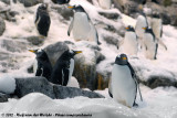 Gentoo Penguin<br><i>Pygoscelis papua papua</i>