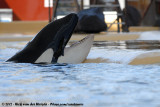Killer Whale<br><i>Orcinus orca</i>