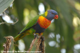 Rainbow Lorikeet<br><i>Trichoglossus haematodus moluccanus</i>