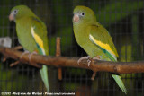 Canary-Winged Parakeet<br><i>Brotogeris versicolurus versicolurus</i>