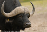 Cape Buffalo<br><i>Syncerus caffer caffer</i>