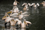 Great White Pelican<br><i>Pelecanus onocrotalus</i>