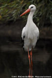 White Stork<br><i>Ciconia ciconia ciconia</i>