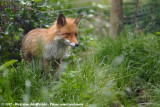 Red Fox<br><i>Vulpes vulpes ssp.</i>