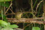 Grasshopper Warbler<br><i>Locustella naevia naevia</i>