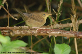 Grasshopper Warbler<br><i>Locustella naevia naevia</i>