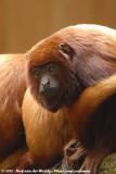 Venezuelan Red Howler Monkey<br><i>Alouatta seniculus</i>