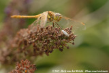 Vagrant Darter<br><i>Sympetrum vulgatum vulgatum</i>