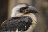 Hornbills  (Neushoornvogels)