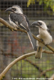 Von Der Deckens Hornbill<br><i>Tockus deckeni</i>