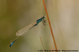 Blue-Tailed Damselfly<br><i>Ischnura elegans elegans</i>