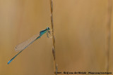 Scarce Blue-Tailed Damselfly<br><i>Ischnura pumilio</i>