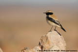 Desert Wheatear<br><i>Oenanthe deserti homochroa</i>