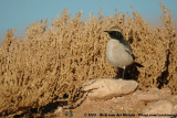 Red-Rumped Wheatear<br><i>Oenanthe moesta</i>