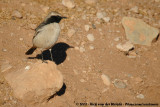 Red-Rumped Wheatear<br><i>Oenanthe moesta</i>