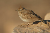 Crested Lark<br><i>Galerida cristata riggenbachi</i>