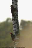 Black Woodpecker<br><i>Dryocopus martius martius</i>