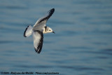 Black-Legged Kittiwake<br><i>Rissa tridactyla tridactyla</i>