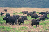 Cape Buffalo<br><i>Syncerus caffer caffer</i>