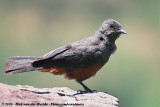 Mocking Cliff Chat<br><i>Thamnolaea cinnamomeiventris subrufipennis</i>