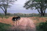 Common Ostrich<br><i>Struthio camelus massaicus</i>