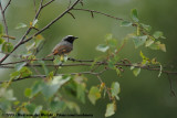 Common Redstart<br><i>Phoenicurus phoenicurus phoenicurus</i>