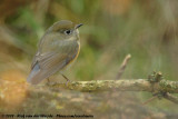 Red-Flanked Bluetail<br><i>Tarsiger cyanurus cyanurus</i>