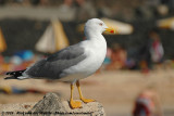 Yellow-Legged Gull<br><i>Larus michahellis atlantis</i>