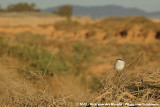 Desert Grey Shrike<br><i>Lanius excubitor elegans</i>