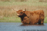 Highland Cow<br><i>Bos taurus taurus (fm. highland)</i>