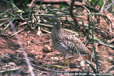 Spotted Thick-Knee<br><i>Burhinus capensis maculosus</i>