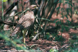 Spotted Thick-Knee<br><i>Burhinus capensis maculosus</i>