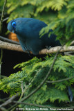 Blue CouaCoua caerulea